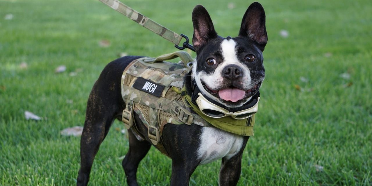 How to Customize Your Dog's Harness With Patches